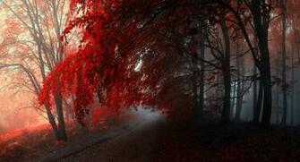 Forest Wallpaper Watch HD Nature Mobile Devices