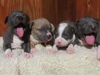 Pit Bull Puppies Blue Tedlillyfanclub