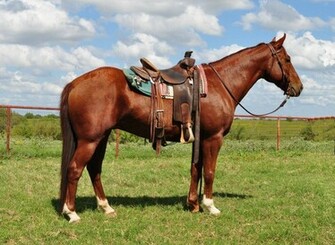 Free download Country Western Backgrounds Country Western Cowboy