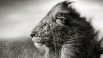 Wallpaper Black And White Lion Laptop Mane Muzzle Wind Field