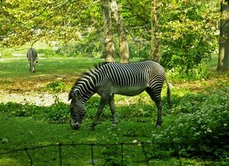 Zebra Print Wallpaper Designer