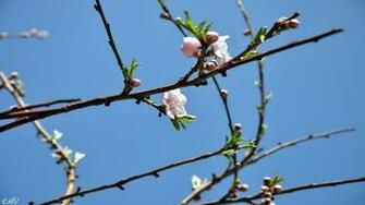 Spring Desktop Pc And Mac Wallpaper