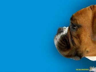 Boxer Dog Wallpaper
