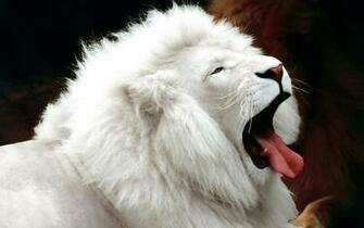 You Will Lion In Wallpaper