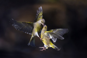 Birds Flying Wallpaper HD