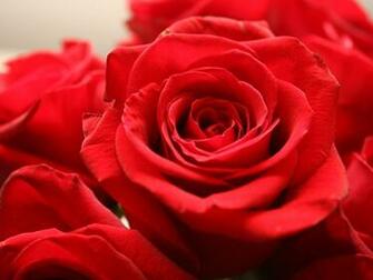 More Details Author And Resolutions Available In Red Roses