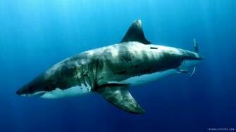 Great White Shark HD Wallpaper IHD