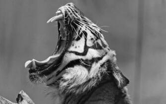 Lion Wallpaper Black And White Desktop