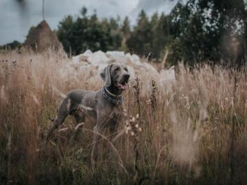 Weimaraner Dog Grass Walk Background Toppng