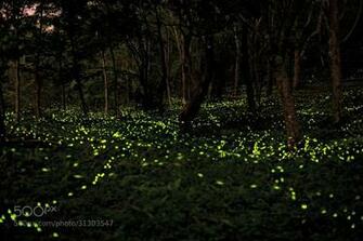 500px Lightning Bug Show By Sh O Photograph