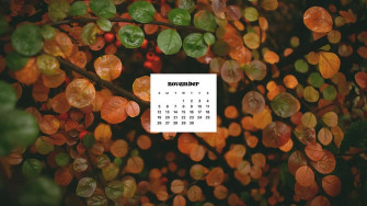 November Wallpaper Bies For Desktop Phones