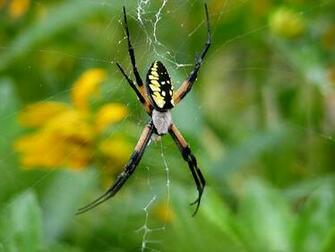 Black And Yellow Spider Cool HD Wallpaper