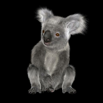 Koala Png Transparent Image Background