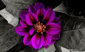 Fall Flower Desktop Wallpaper HD