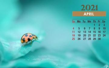 April Calendar Beetle Wallpaper Baltana