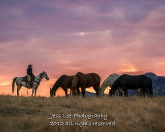 Cowboys Horses Wild Nature Widescreen Background Picture HD Wallpaper