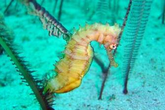Pin Seahorse Desktop Wallpaper