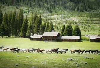 Wallpaper Horse Herd Field Forest Meadow Ranch Desktop