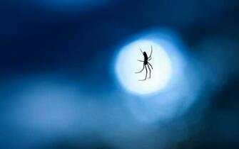 Spider Web Wallpaper HD Desktop