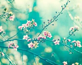 Teal And White Flower Background Photography Turquoise
