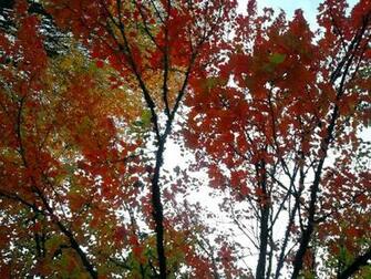 Noisy Colors By Rhov
