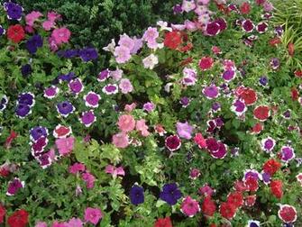Tropical Flower Garden Wallpaper S