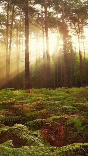 Lush Forest iPhone Wallpaper Top