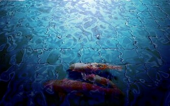 Japanese Koi Fish Wallpaper By Windylife