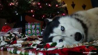 Christmas Siberian Husky Pictures Puppies