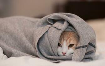 Lazy Cat Wallpaper High Definition Quality Widescreen