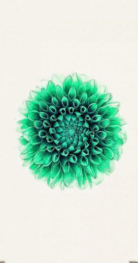 Flowers Ios Wallpaper Mega