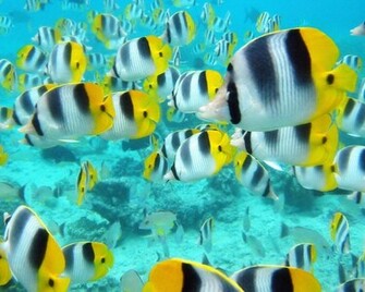 Fishes High Quality Normal
