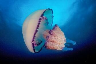 Jellyfish Wallpaper Full Desktop Background