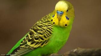 Budgie Small Parrot Bird HD Widescreen Wallpaper Birds