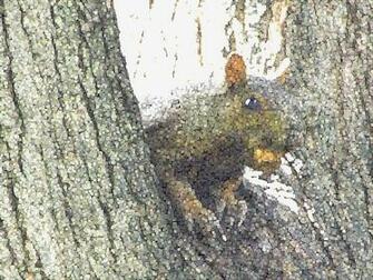 Squirrel Desktop Background Wallpaper
