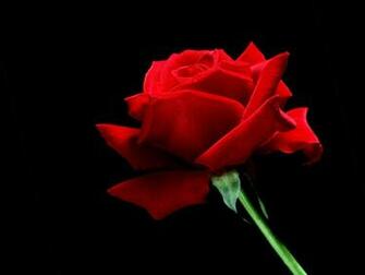 Beautiful Red Rose Wallpaper Colors