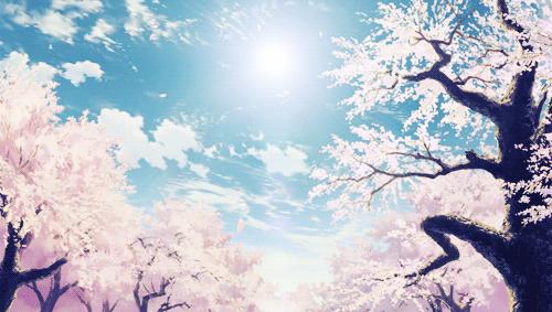 Sakura Blossom Gif