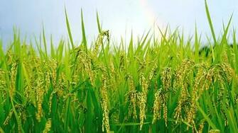 Rice Fields Wallpaper High Quality Field