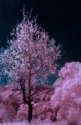 30k Pink Tree Pictures Image