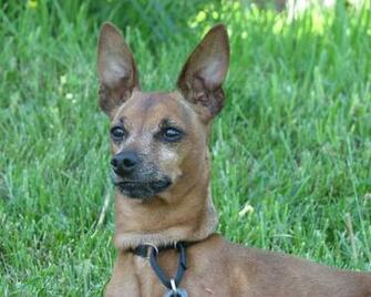 Miniature Pinscher Wallpaper HD