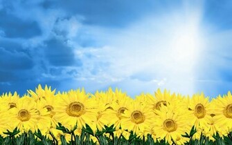 Flowers Background Flower Wallpaper Image Of