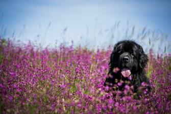 Newfoundland 4k Ultra HD Wallpaper Background Image