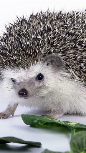 Cute Hedgehog Wallpaper