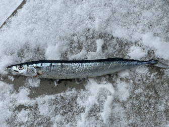 Pacific Saury From Wallpaper