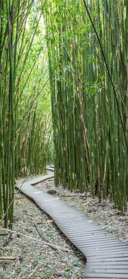 Bamboo iPhone Wallpaper