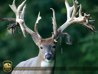 Ohio Wildlife Photo Gallery S