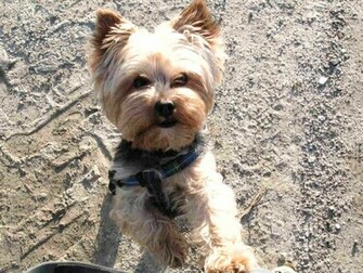 Yorkshire Terrier Dog Stands On Sand Photo And Wallpaper Beautiful