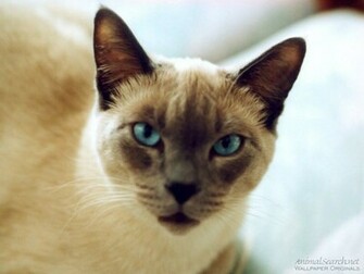Siamese Cat Wallpaper