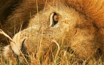 Lion Face Wallpaper