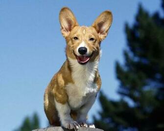 Corgi Gallese Guarda Wallpaper Dog Per Il Vostro Desktop Welsh